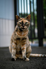 portrait of a stray cat