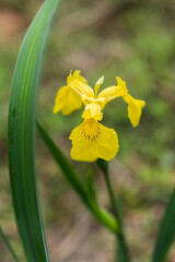 Yellow calamus close-up yellow flowers