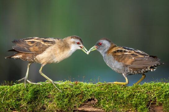 Little crake bird ( Porzana parva )
