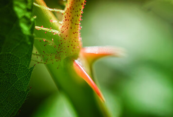 Wild Roses growing in Spring in Windsor in Upstate NY.  The small (about 1mm long) red hairs with a bump at the end are called 