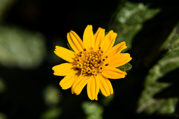 Aspilia yellow flower macro