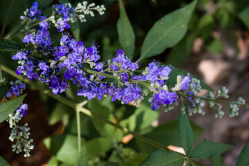 Purple  Flowers closeup