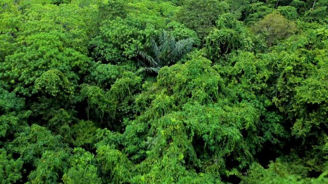 Aerial video view of the tropical rainforest in Aceh province, Indonesia.