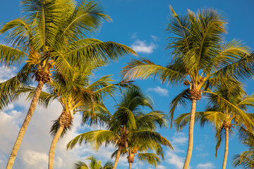 Fototapeta na wymiar coconut skies