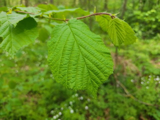 A branch of a tree with a green leaf on a background of grass and forest. Close-up photo. Summer landscape in sunny weather. macro photography.
