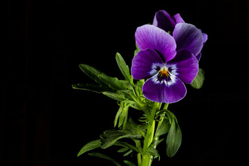 Dark Background Viola