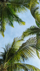 Fototapeta premium Blue Bay, Curaçao Caribbean Beach. Tropical landscape. Beach with palm trees.