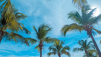 Blue Bay, Curaçao Caribbean Beach. Tropical landscape. Beach with palm trees.