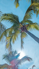 Fototapeta na wymiar Blue Bay, Curaçao Caribbean Beach. Tropical landscape. Beach with palm trees.