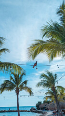 Fototapeta premium Blue Bay, Curaçao Caribbean Beach. Tropical landscape. Beach with palm trees.