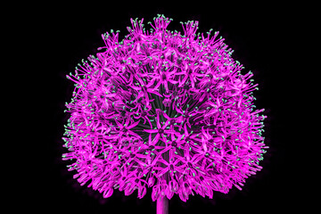 Psychedelic Black light glowing Flower