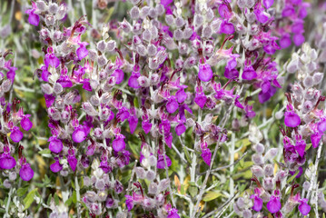 Teucrium marum, erba gatto, camedrio