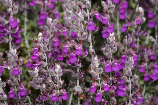Teucrium marum, erba gatto, camedrio