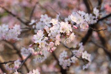 Obraz premium 桜