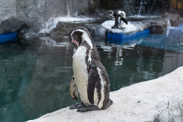 penguin on the rock