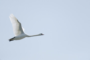 a white swan is fliying in the sky