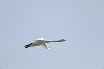 a white swan is fliying in the sky