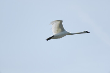 a white swan is fliying in the sky