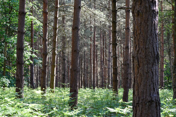 Obraz premium forest in the morning