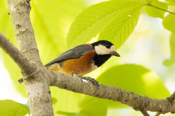 雛のための餌を探すヤマガラ