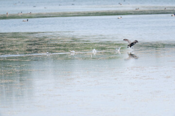 ducks are running over the water