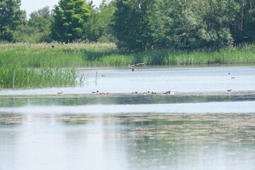 ducks are running over the water