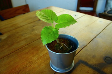 テーブルに飾られた観葉植物