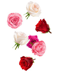 Falling roses isolated on white background, clipping path, full depth of field