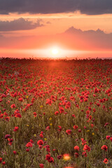 Poppy fields at sunset