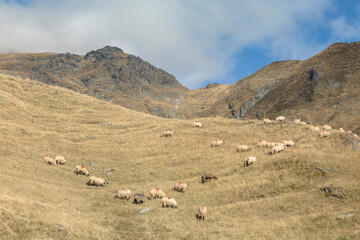 Flocks of sheep graze in the valley against the backdrop of the rocky mountains of Transfagaras, Romania