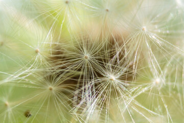 Summer dandelion. Detailed down on a dandelion. The texture of the down of the plant