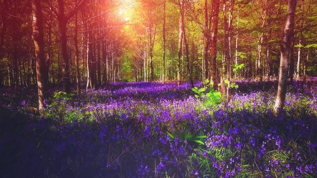 Flying through the spring forest covered with bluebell flowers. Nature background, 4K