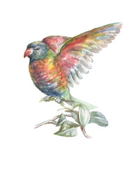 
Parrot tropical birds watercolor illustration hand drawn jungle twigs leaves bright colorful birds macaw cockatoo nature
