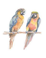 
Parrot tropical birds watercolor illustration hand drawn jungle twigs leaves bright colorful birds macaw cockatoo nature
