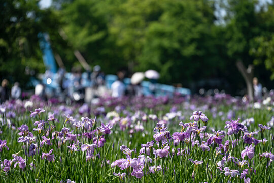 菖蒲 Images Browse 12 367 Stock Photos Vectors And Video Adobe Stock