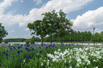 菖蒲の咲く風景