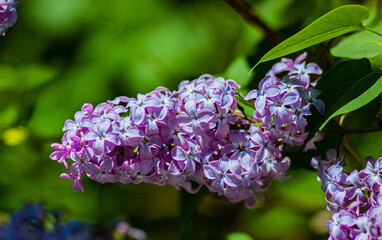June lilac in Nizhny Tagil. 2022, Ural.
Июньнская сирень в Нижнем Тагиле. 2022 год, Урал. 