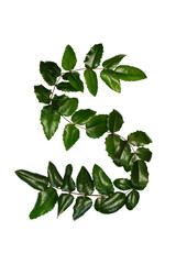 Flat leir letter S from natural leaves