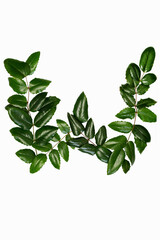 Flat leir letter W from natural leaves