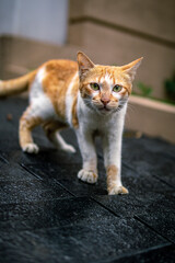 Stray cat on the street