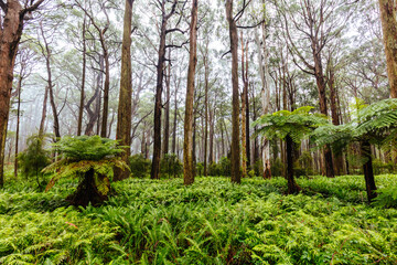 Donna Buang Rd Drive in Victoria Australia