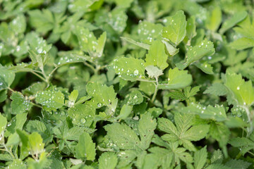 Weeds in Chenopodiaceae fields and gardens