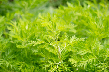 Artemisia tansy green leaves