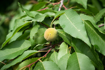 peach small peach growing medium small fruit young fruit