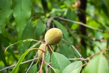 peach small peach growing medium small fruit young fruit