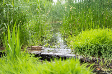 stream green grass natural ecology