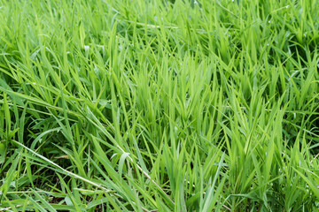 green grass wetland grass