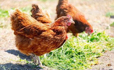 Chickens on traditional free range poultry farm