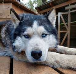 husky dog.She put her head on her paws.A dog with blue eyes.Sad dog.Cute pets