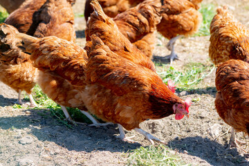 Chickens on traditional free range poultry farm